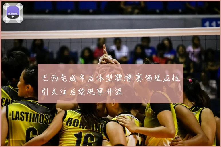 巴西龟成年后体型骤增 赛场适应性引关注后续观察升温